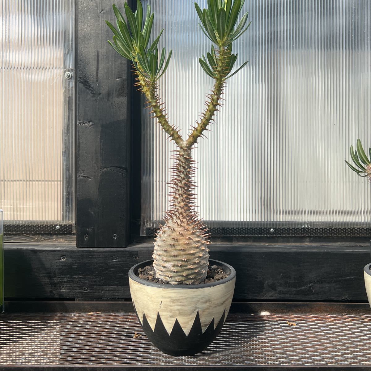 希少】パキポディウム アンボンゲンセ VALIME鉢付