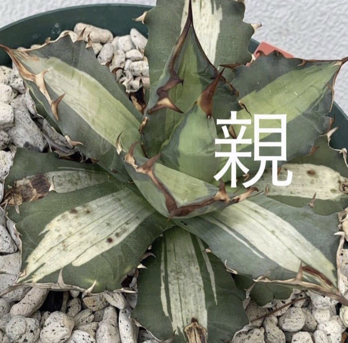 アガベ チタノタ オアハカ Agave titanota Oaxaca 12 AW69【鶴風園