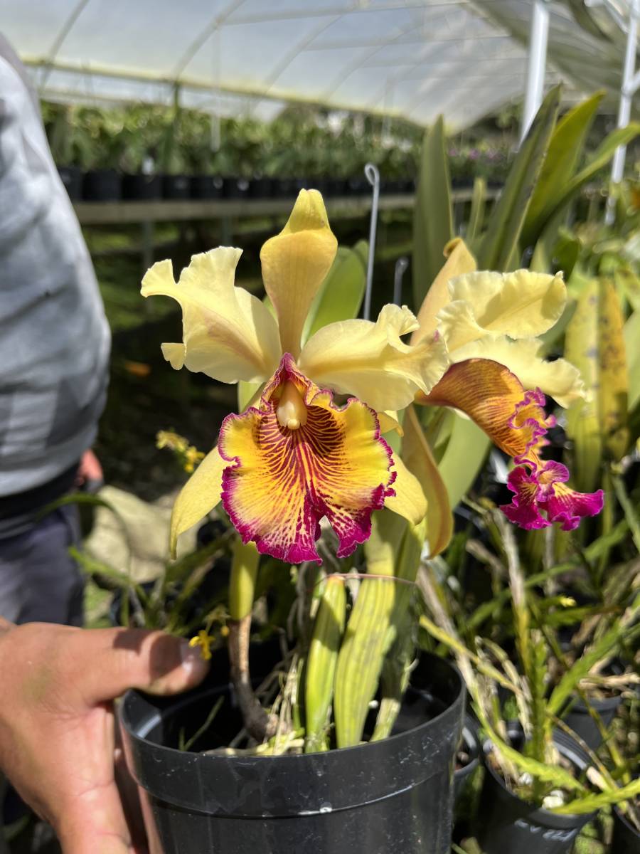 目立った傷や汚れなし】洋蘭 カトレヤ原種 C.dowiana aurea (Helios X