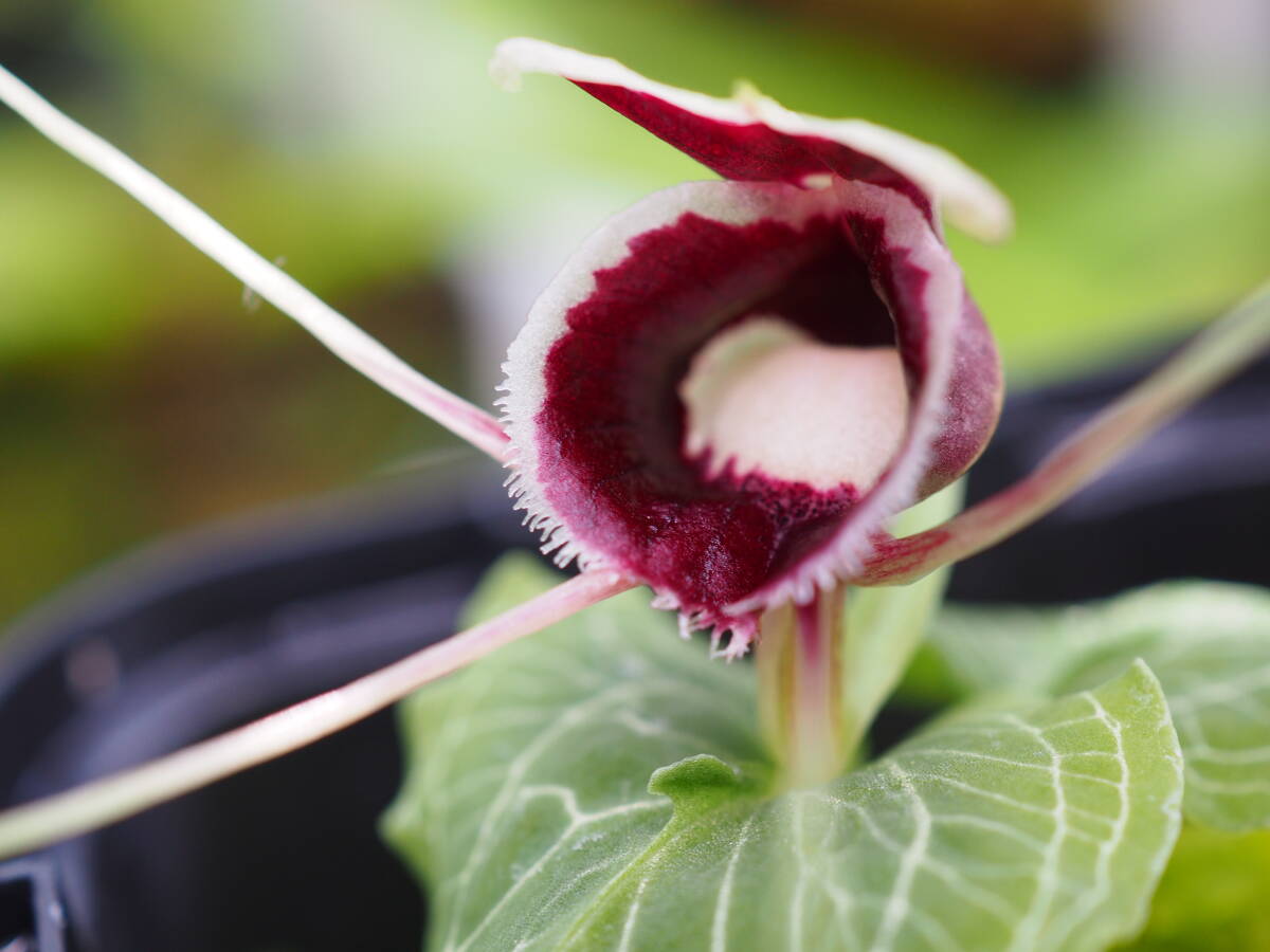 【コリバス】Corybas Sp.(3球) コリバス】Corybas Sp.(2球) 【公式通販】