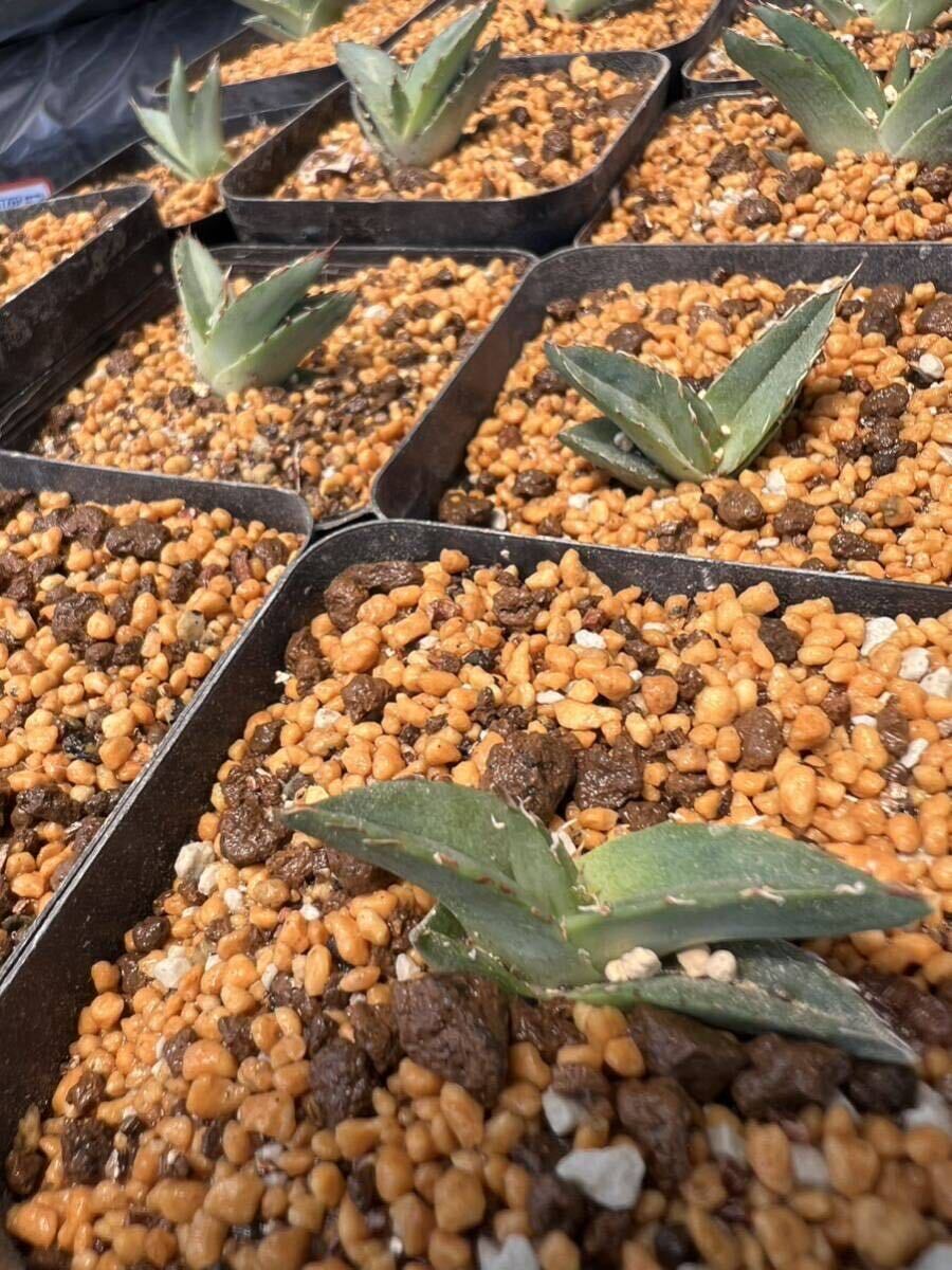 エボリスピナ スーパー陽炎 発根活着 カタチ製作所 アガベ 笹雪