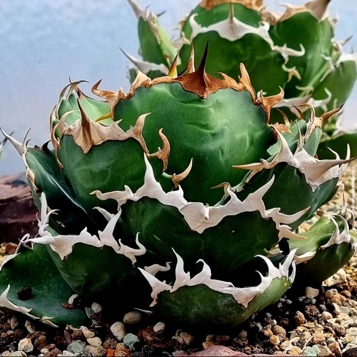 高品質，送料無料 アガベ チタノタ 