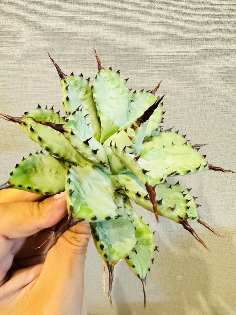 アガベ ハイブリッド 曲刺八雷 ever plants】Agave hybrid 曲刺八雷