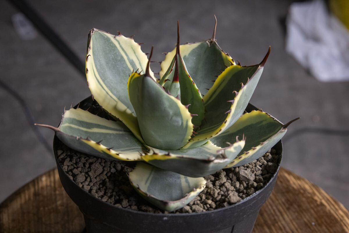 値引き】アガベ パリー トランカータ オリザバ