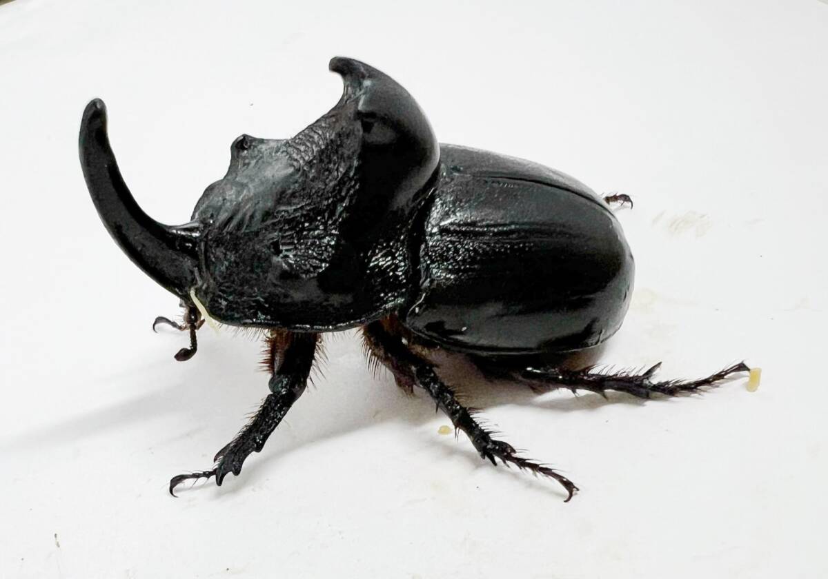 ワイルドゾウカブトペア！ 公式通販 ワイルドゾウカブトペア！