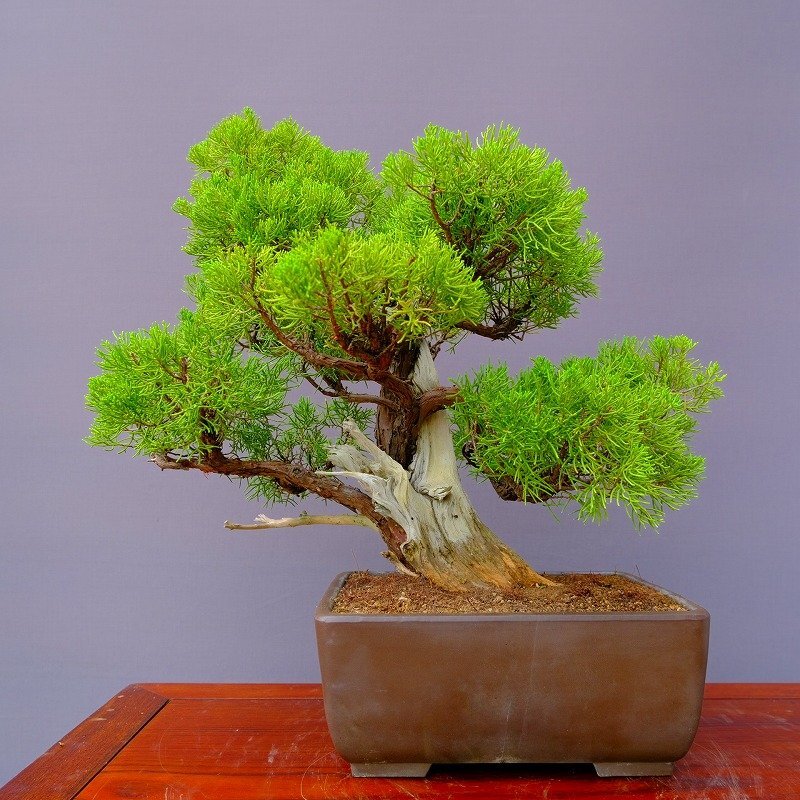 盆栽 五葉松 樹高40cm