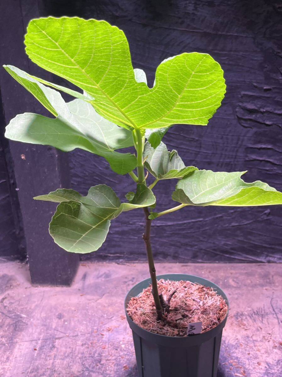 イチジク苗木　Tropical Goldenberry　接木苗 イチジク苗木 Tropical Goldenberry 接木苗 イチジク苗木 Tropical