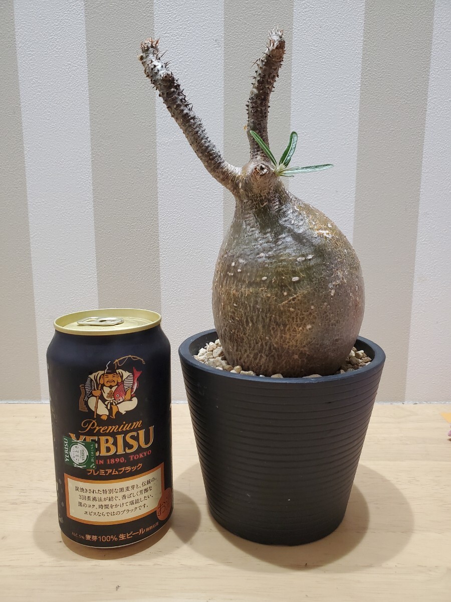 s*n様 オークション！ 現地株 パキポディウム グラキリス 塊根 コーデックス s*n様 オークション！ 現地株 パキポディウム グラキリス 塊根