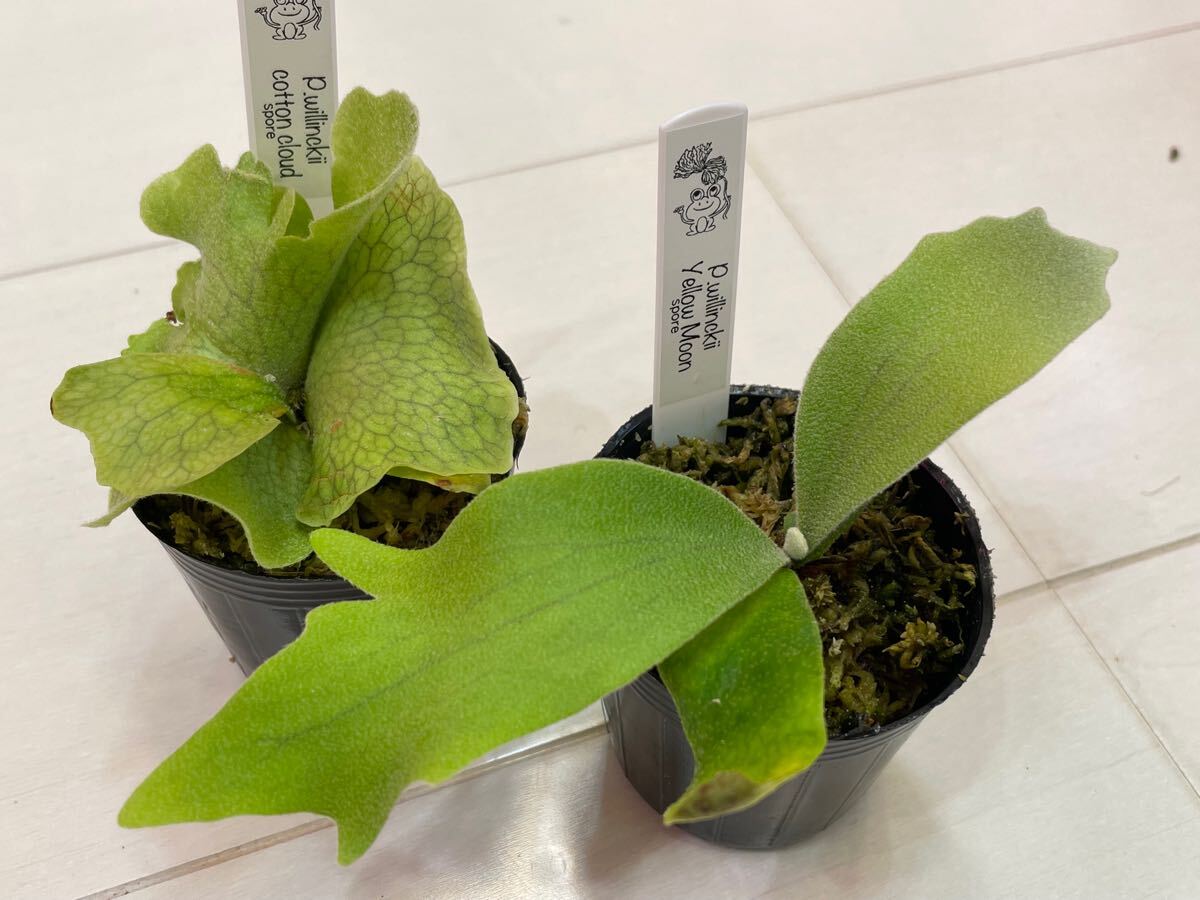 ビカクシダ P.OMGx cotton cloud spore pup P.willinckii cotton