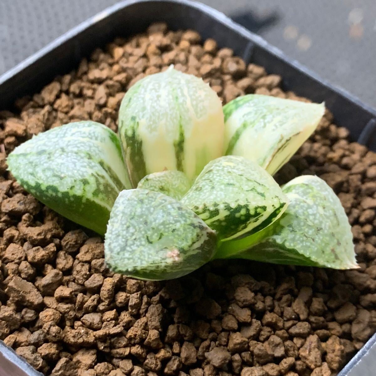 多肉植物 ハオルチア ピクタ錦 パンドラ 【公式通販】