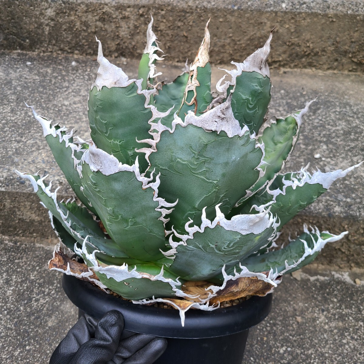 悪魔くんOC 多頭　子株 アガベ　チタノタ　検】シチリア　スーパーチタノタ　② 悪魔くんOC 子株 アガベ チタノタ 検】シチリア スーパーチタノタ