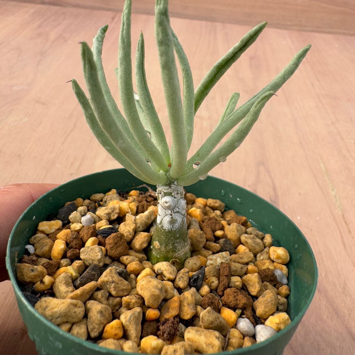 aloe pearsonii PUP アロエ ペアルソニー 激レア