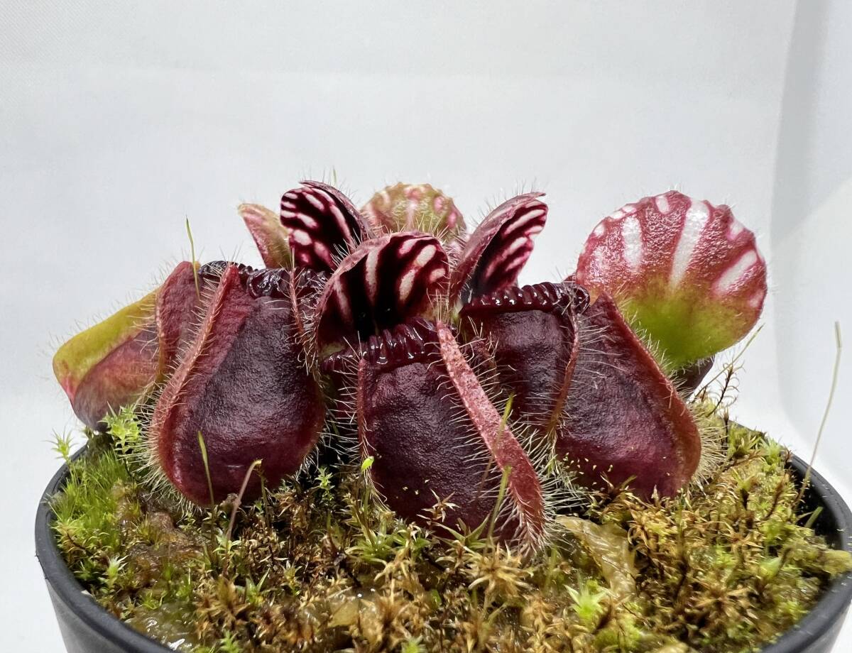 セファロタス エデン ブラック セドリック 食虫植物 Cephalotus ”Eden black” Cedric セファロタス エデンブラック