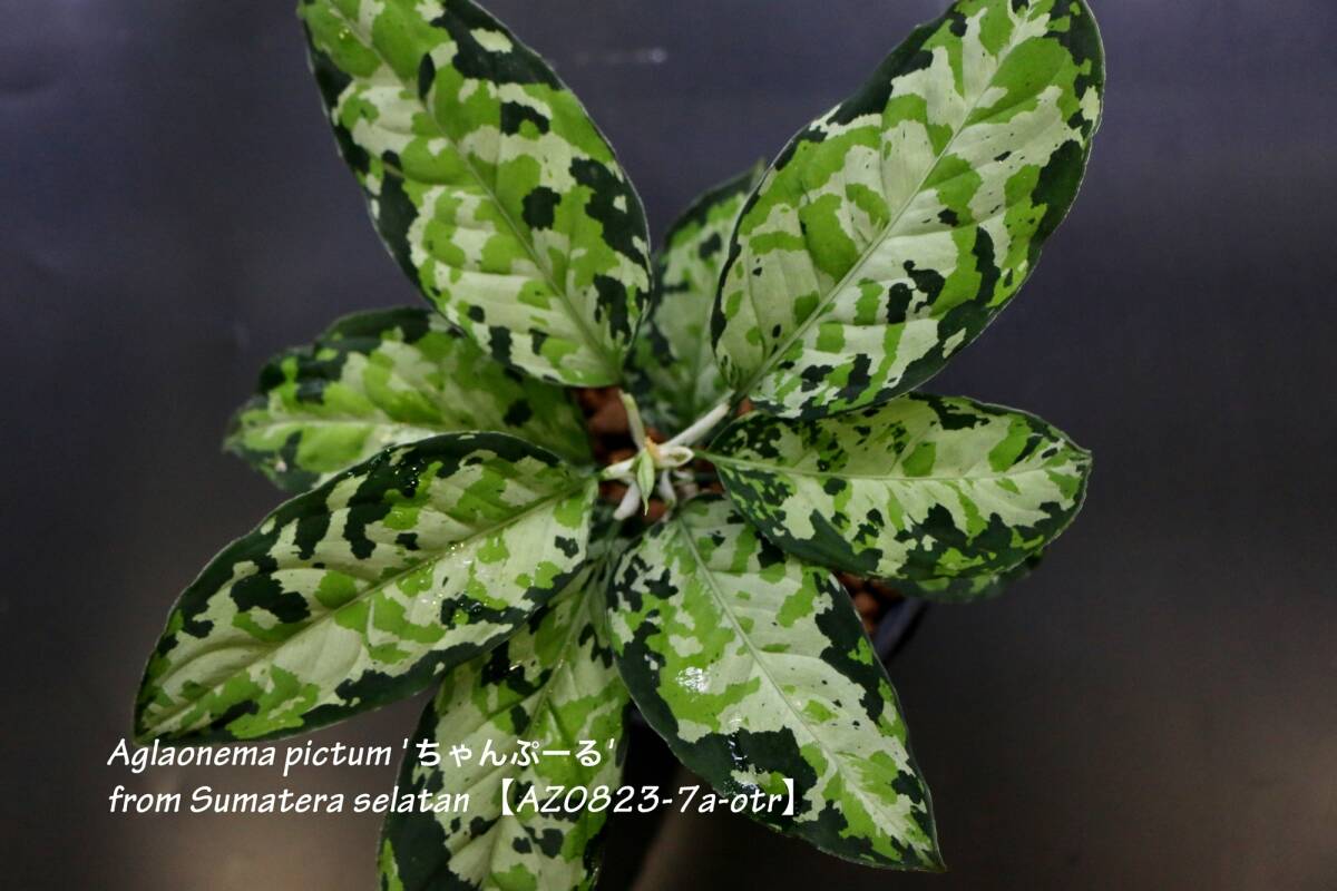 HaL plants》Aglaonema pictum Argentum “しるば～らいん” Aceh トップ