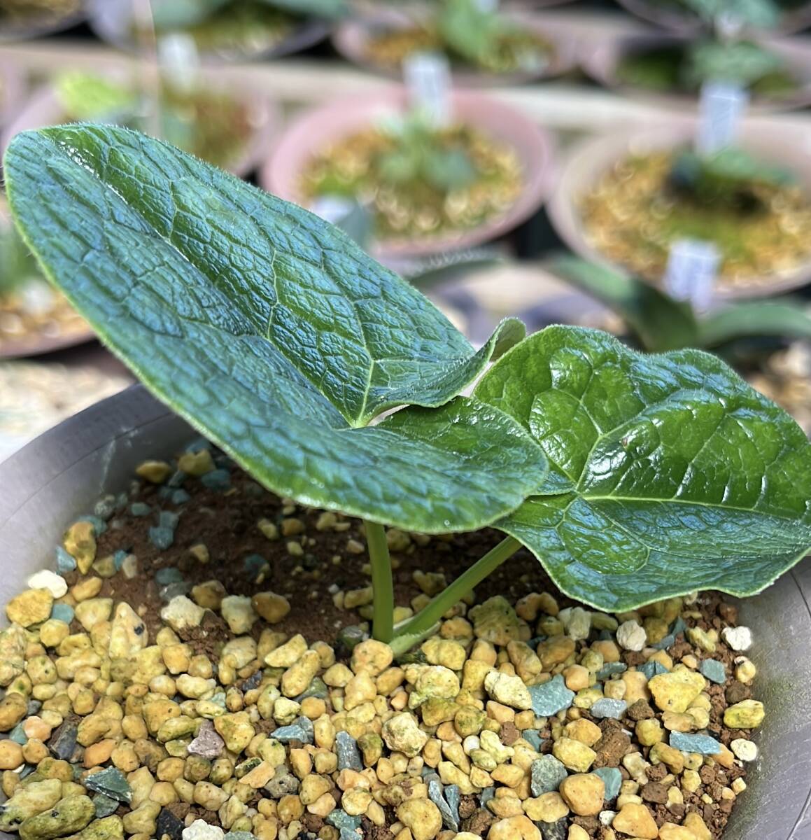 タマノカンアオイ　金太郎 タマノカンアオイ金太郎