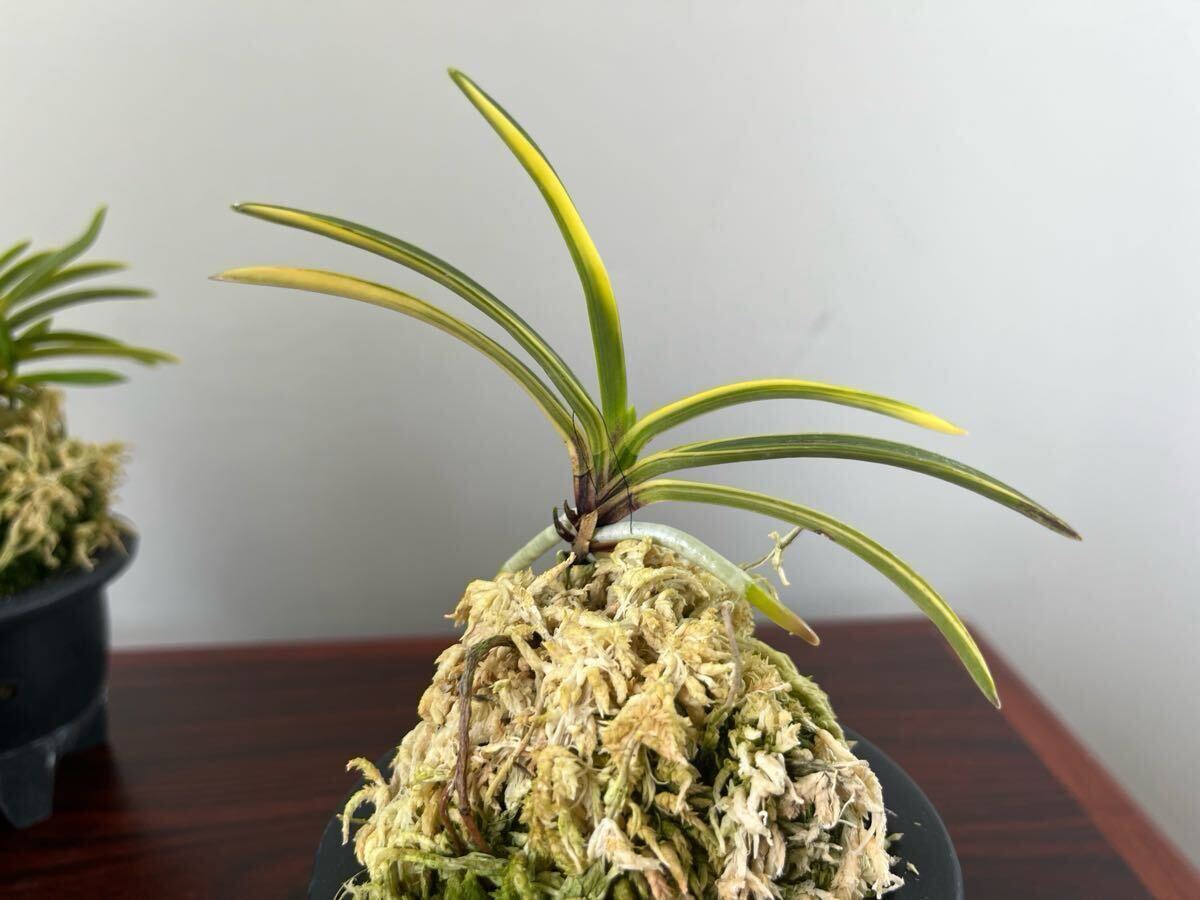 ☆韓国春蘭 高級品「力和」立葉性チャボ性 小中木 新木前々3本立