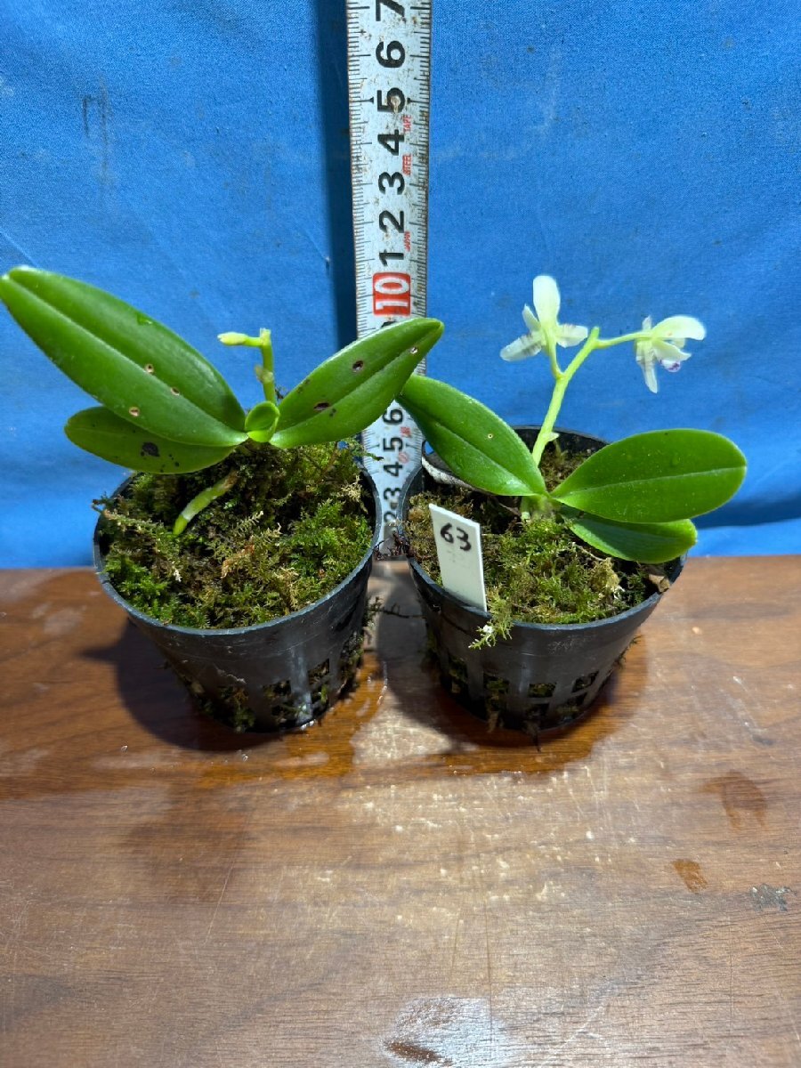 ナゴラン花付2鉢セット現品 ナゴラン花付2鉢セット現品