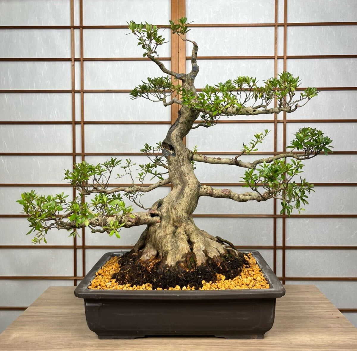 本日限定価格 Instagram掲載作品 牟田陽日　祥瑞山水金龍図 ぐい呑 盃 Instagram掲載作品 牟田陽日 祥瑞山水金龍図 ぐい呑 盃 - メルカリ