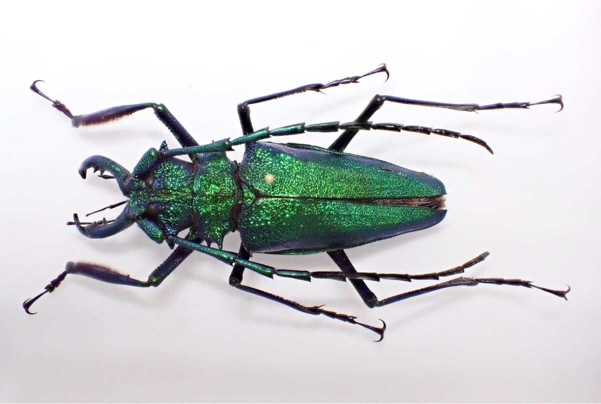 【濃紺】ツヤケシオニノコギリカミキリ ムラサキオニノコギリカミキリ キンオニ標本 濃紺ツヤケシオニノコギリカミキリ ムラサキオニノコギリカミキリ 標本