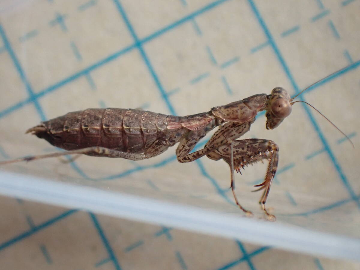 ヒナカマキリ　メス　石垣島産　卵鞘セット Yahoo!オークション -「かまきり」(ペット、生き物) の落札相場・落札価格