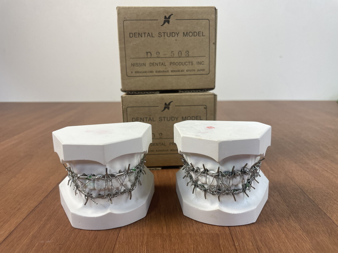 デンタルモデル/ 歯科技工/デンタルスタディモデル/DENTAL MODEL/歯牙