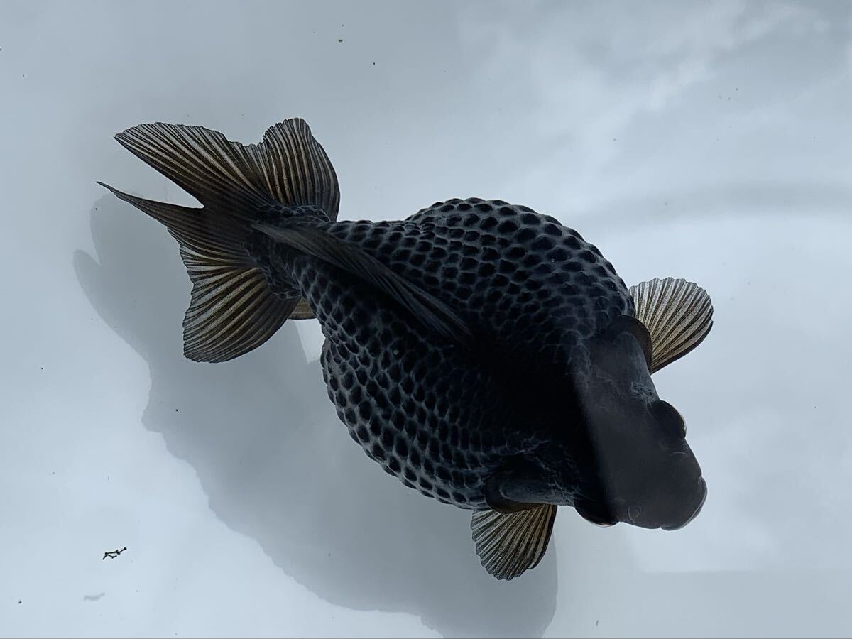 ☆ 優良系統 らんちゅうNo1-4 当歳魚2匹 15.0cm 11.5cm