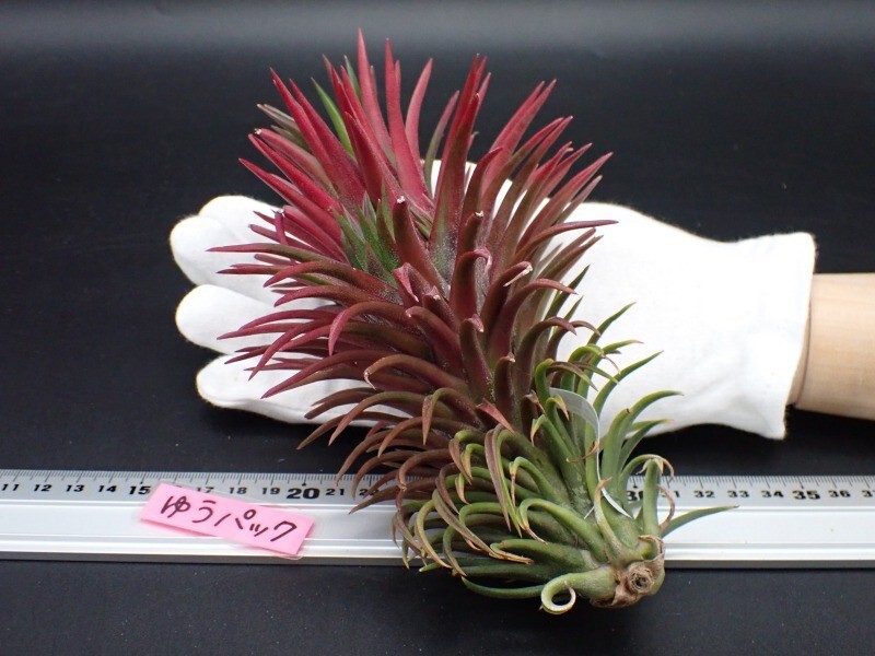 Tillandsia ionantha 'Ron' チランジア・イオナンタ ロン 輸入植物