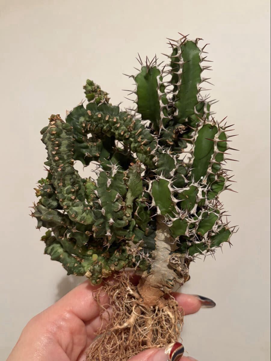 植物苗】ハオルチア ピクタ モンストローサ ☆多肉植物☆の落札情報