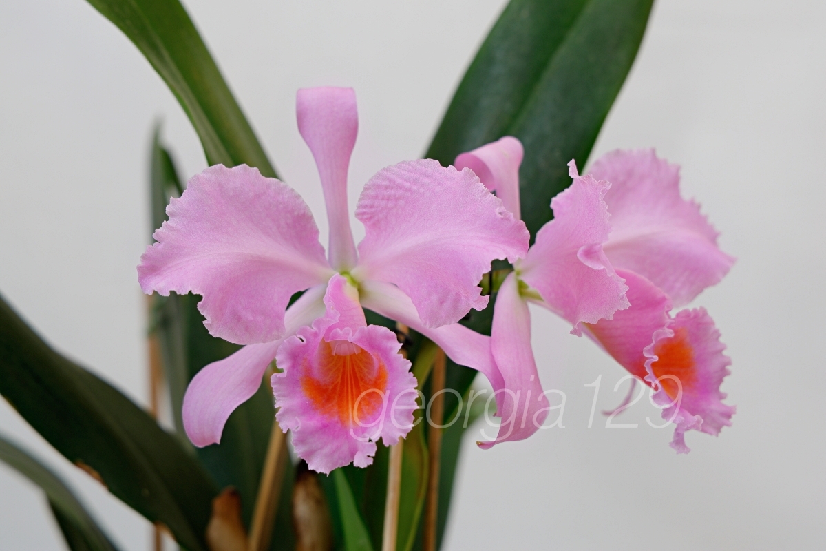 植物】洋蘭カトレア原種 MS-860 C. schroederae 'The Third' HCC/SVCN