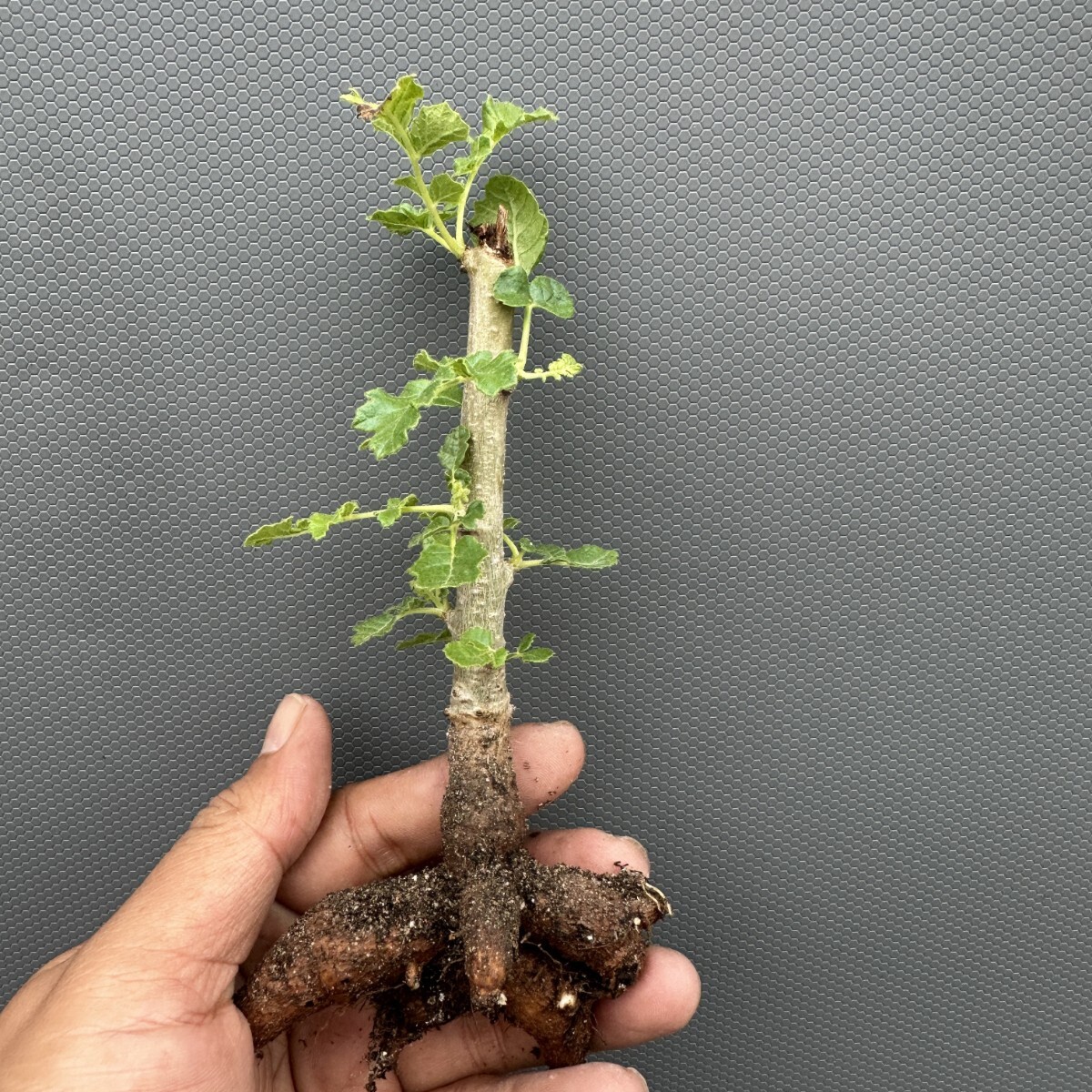 ☆ボスウェリア フレレアナ Boswellia frereana Somalia Puntland産