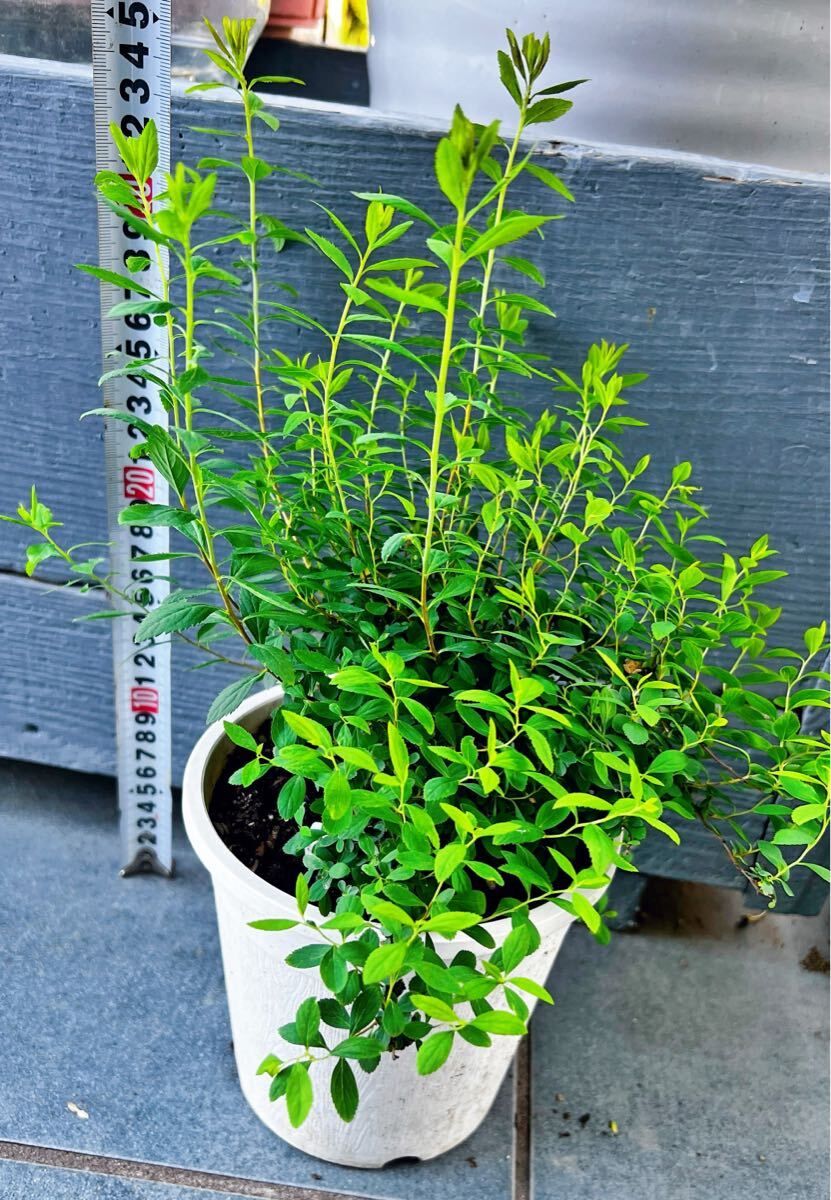 坊屋》雪柳・ユキヤナギ 小品盆栽 □花物盆栽 双幹 美品の落札情報詳細