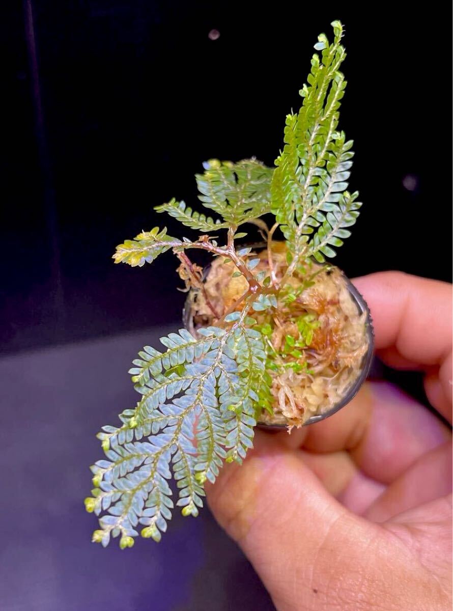 青ベゴニア ベゴニア テムユク Begonia Temuyuk Kalimantan Barat 原種