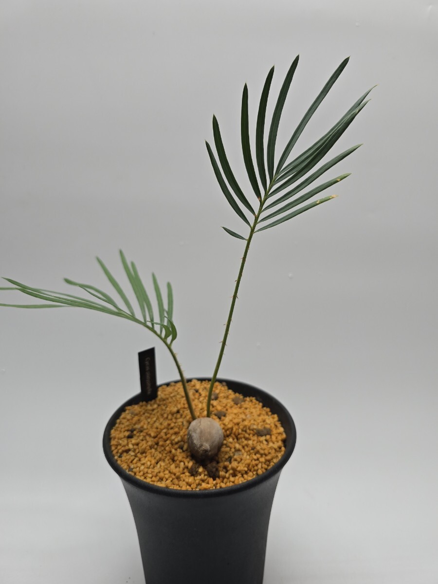 観葉植物】サイカス プラティフィラ 高さ35CM 希少ソテツ Cycas