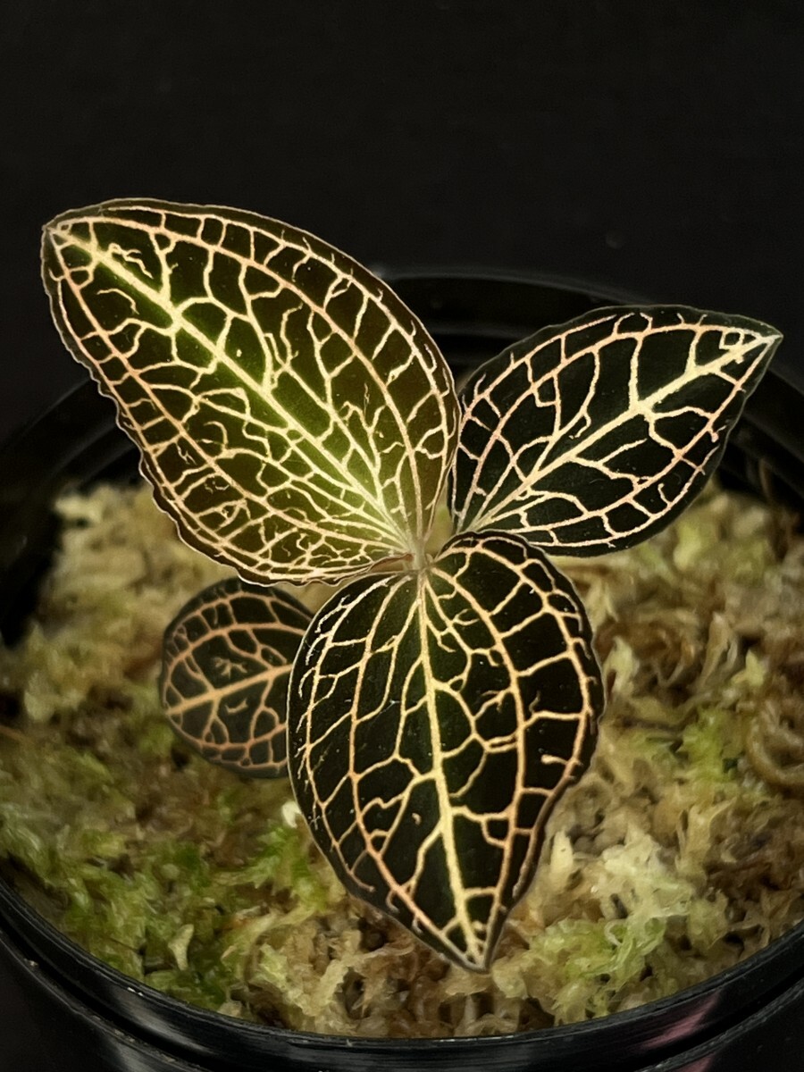 新品】【赤脈ジュエルオーキッド】Anoectochilus reinwardtii ◇タグ