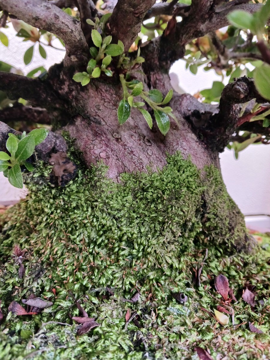 皐月：一生の春】 さつき盆栽 咲き分け 花芸 模様木 太幹古木の落札