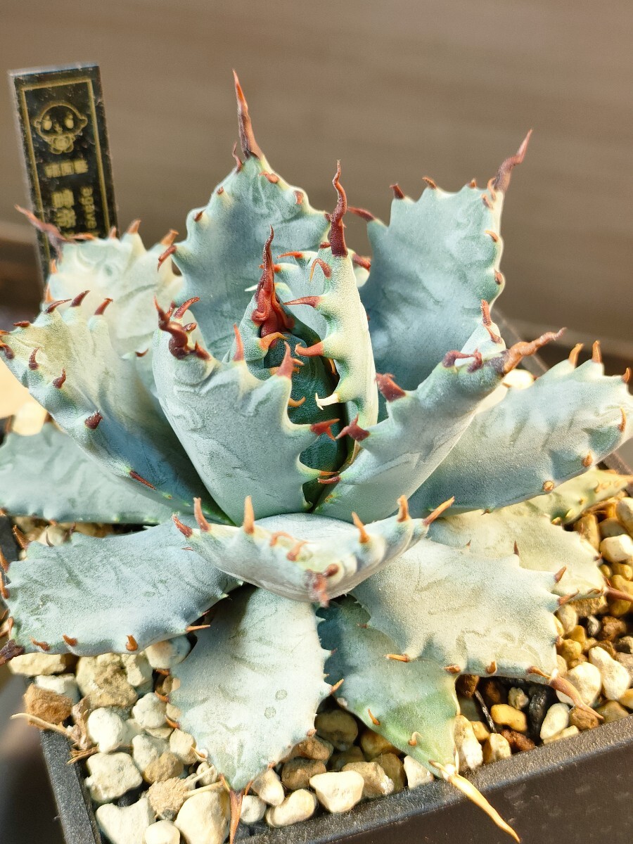 カキ仔4株付赤棘】アガベ イシスメンシス 甲蟹 雷帝 ／Agave