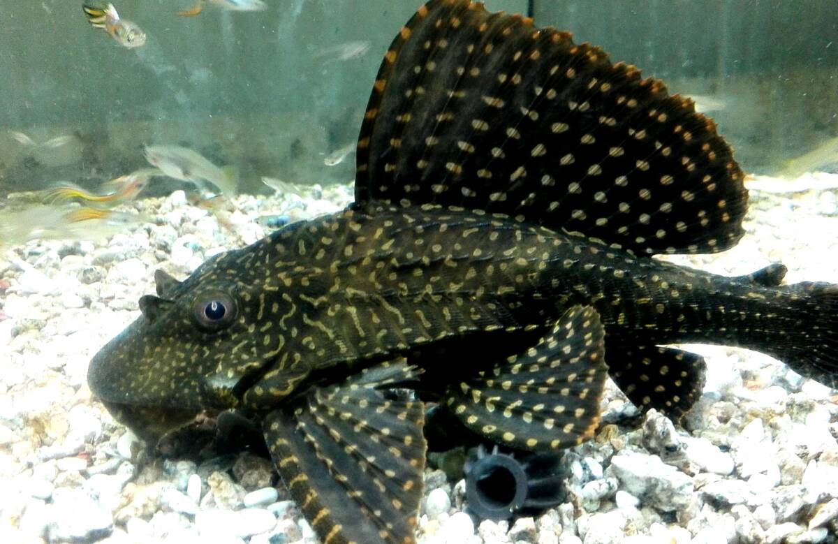 【非売品】キョーリン　コリドラス　ぬいぐるみ 全長約80cm【未開封】 魚用品・水草 【非売品】キョーリン コリドラス ぬいぐるみ 全長約80cm