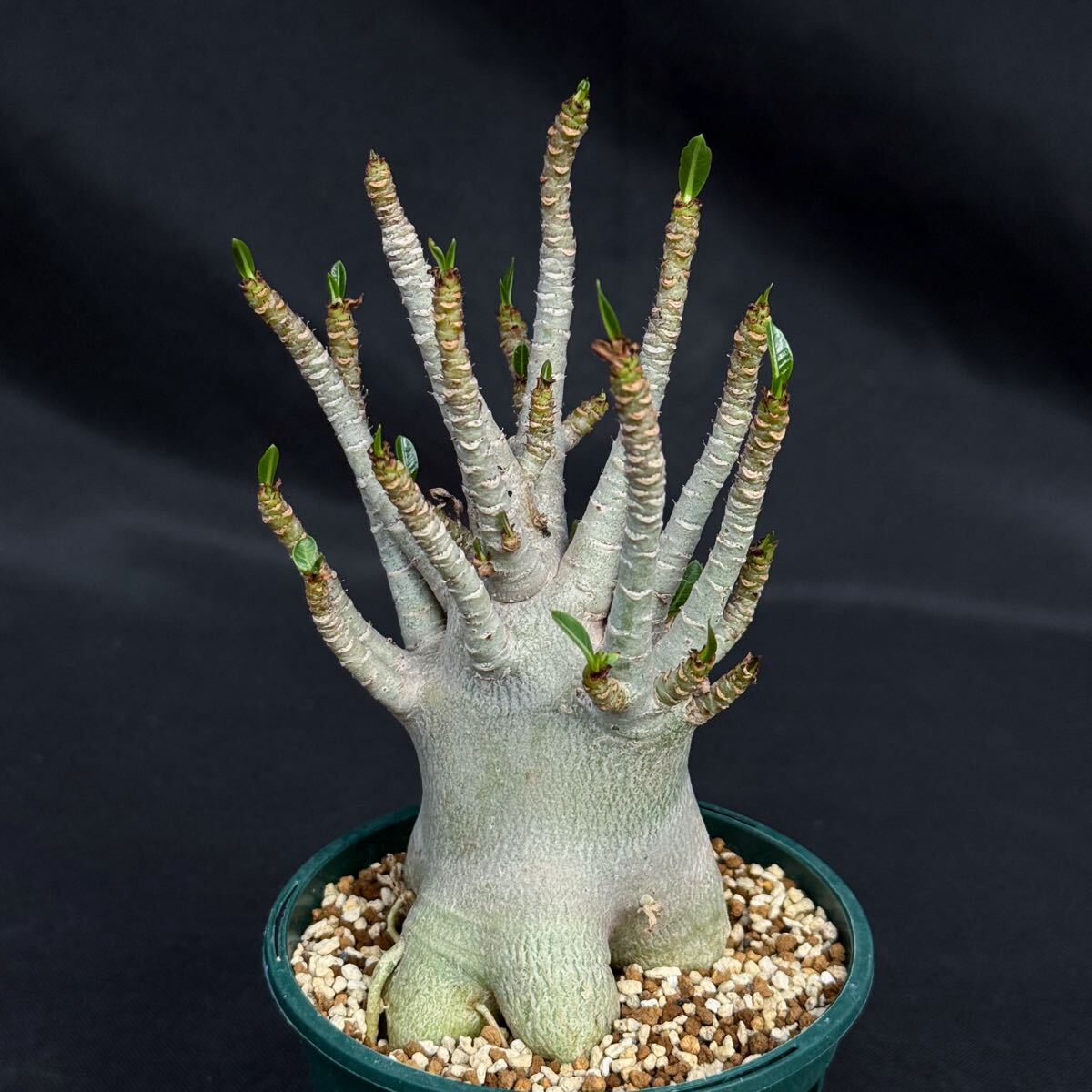 新品】◎アデニウム タイソコトラナム 種子 10粒 砂漠の薔薇 丈夫で