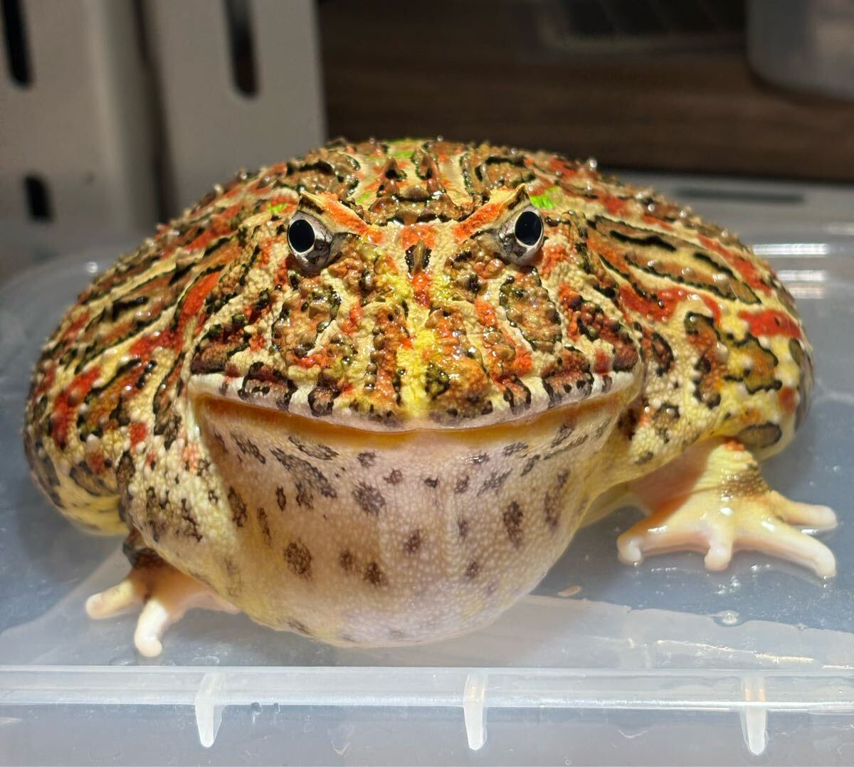 未使用】XXLサイズ!! 23cm アフリカウシガエル オス 飼込 ほぼ最大