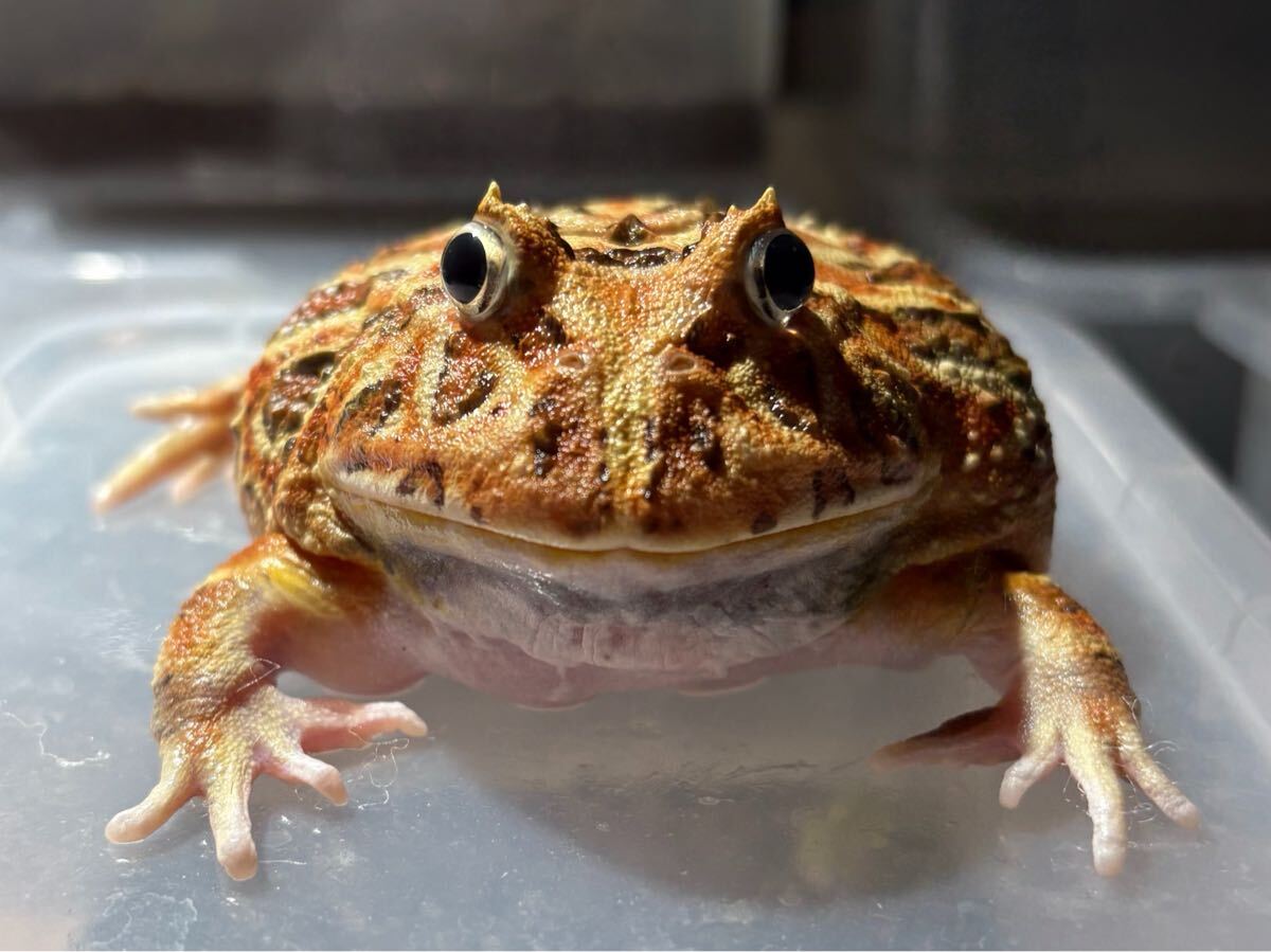 中古】クランウェルツノガエル アダルトの落札情報詳細 - Yahoo 