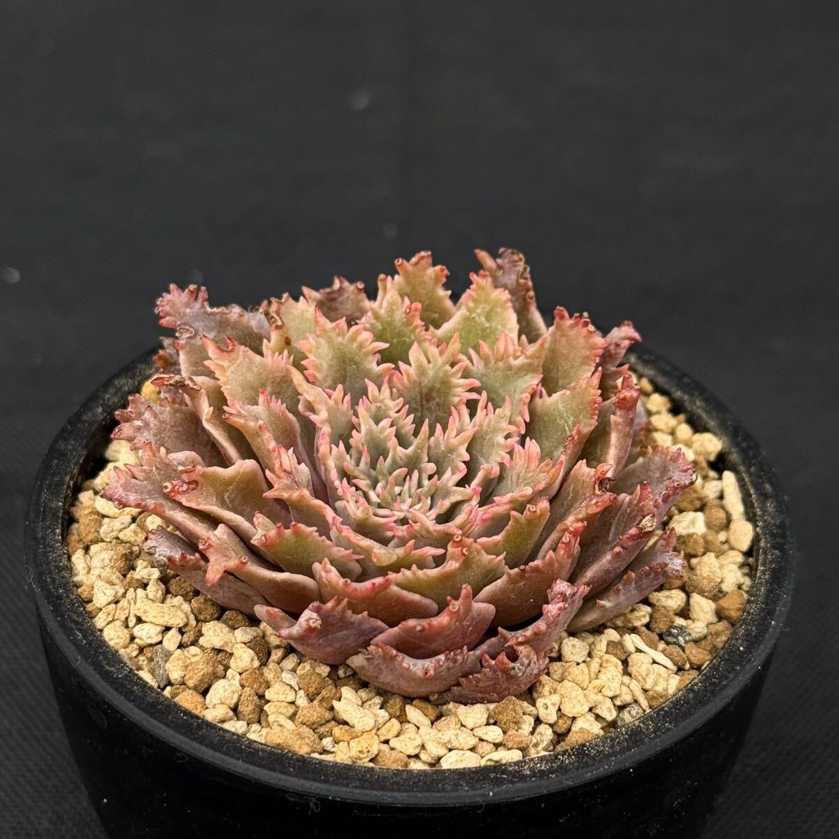 シュガーゼリー ＊ グラプトベリア 多肉植物 エケベリアの落札情報詳細