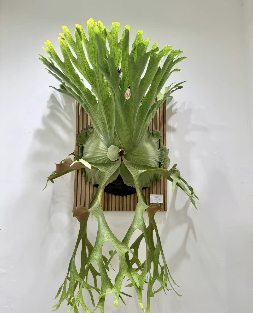 新品】ビカクシダ ホルタミー 胞子 100粒+ Platycerium Holttumii