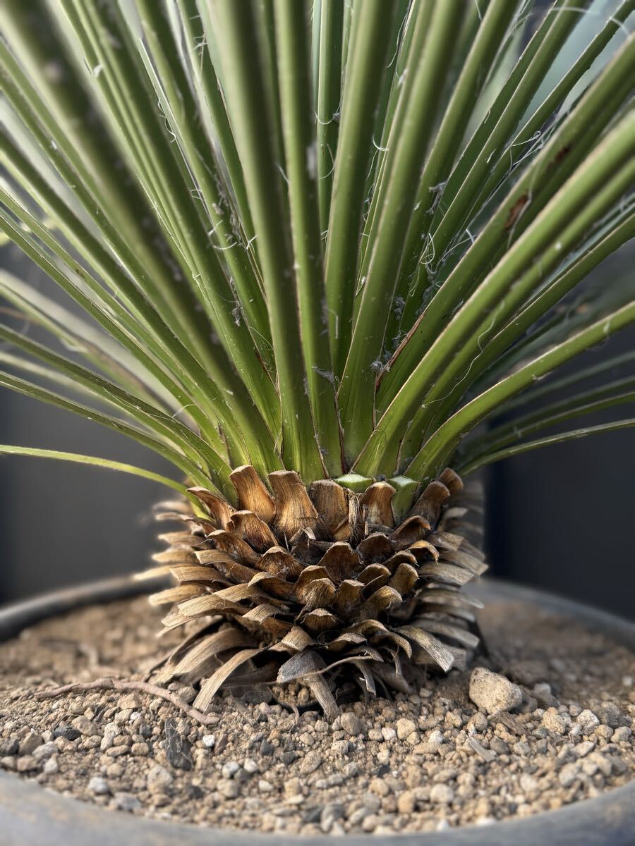 観葉植物 塩*ン様 ユッカ グラウカ 実生株