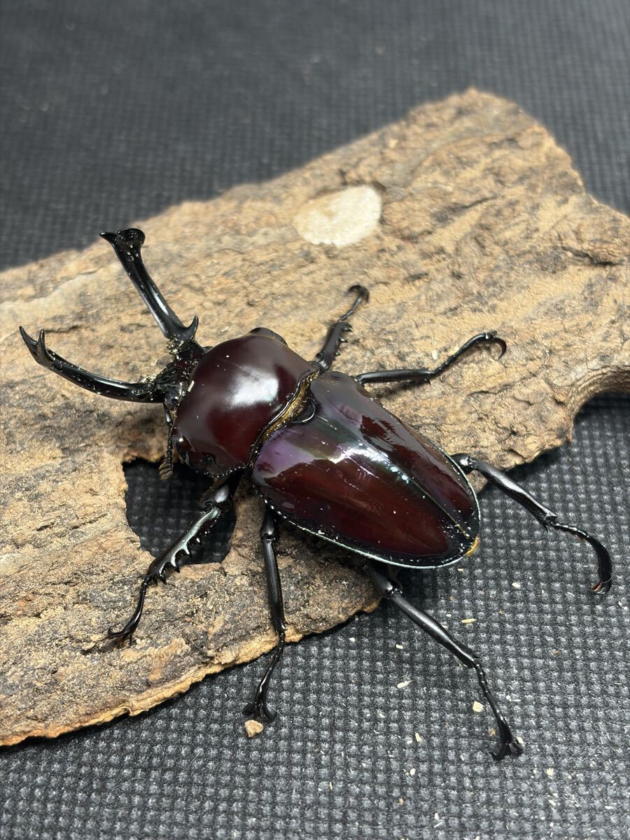 新品】新甲虫王者 ムシキング 超神化 4弾 マジンフォーム ニジイロ