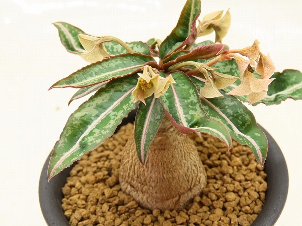 新品】ウ695 【多肉植物】ユーフォルビア クレメルシー【発根確認株