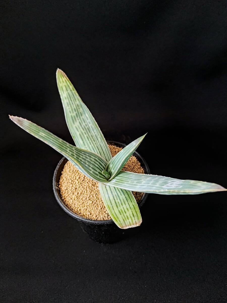 Aloe striata ssp. karasbergensis アロエ カラスベルゲンシスの落札