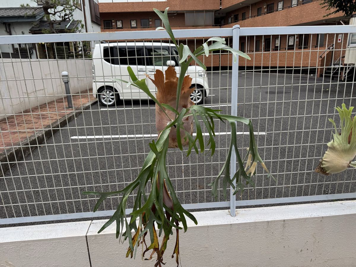 新品】P.Silver Banbi (P.veitchii × P.bifurcatum) @bikamori.com