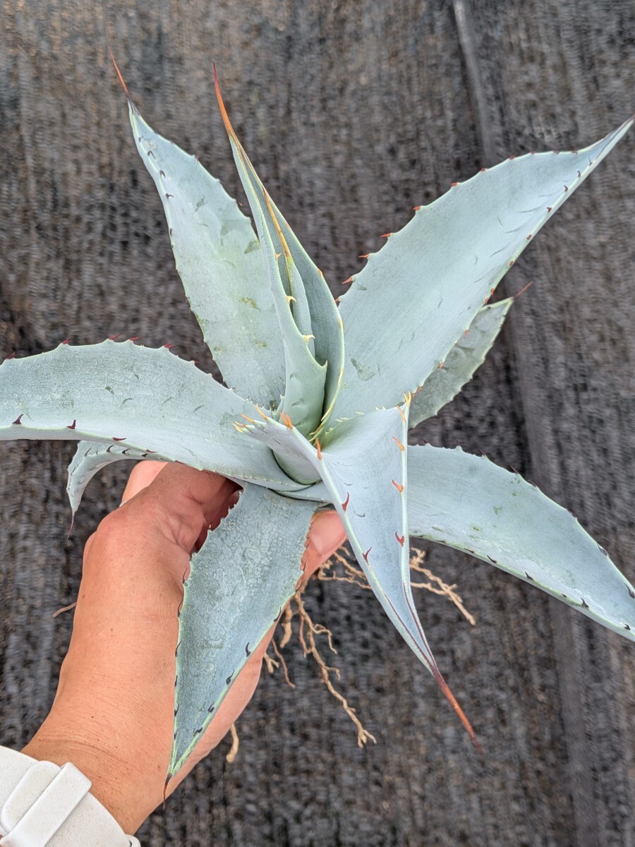 自家栽培株です。】白葉が際立つ『アガベ・フランゾシニー』Agave