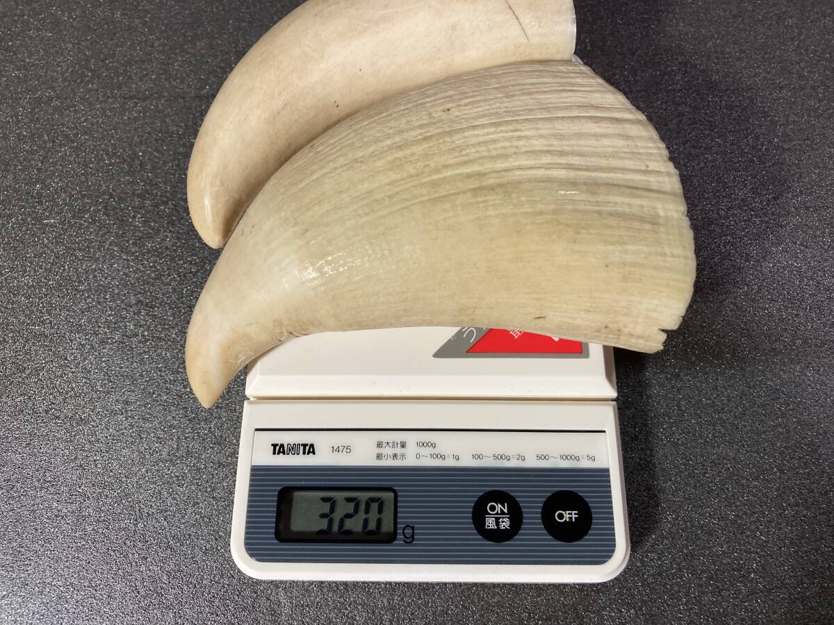 中古】特大 巨大 大型 マッコウクジラの歯 鯨歯 牙 約1kg 約26cm 印材