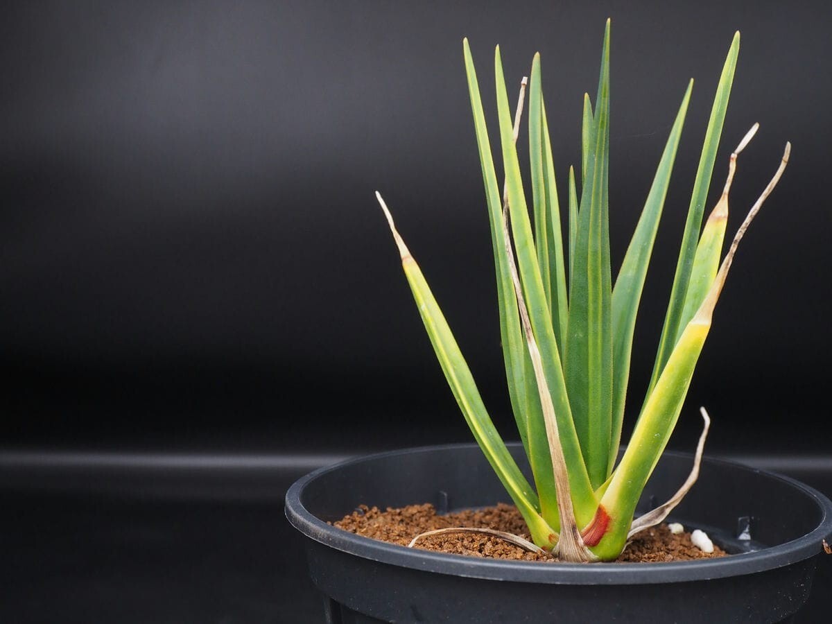 ドラセナ シナバリ Dracaena cinnabari 大株の落札情報詳細 - Yahoo